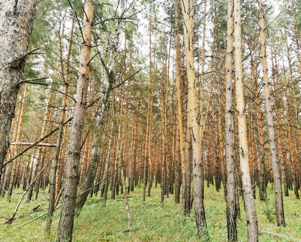 Nyáron Fenyves Erdő — Stock Fotó