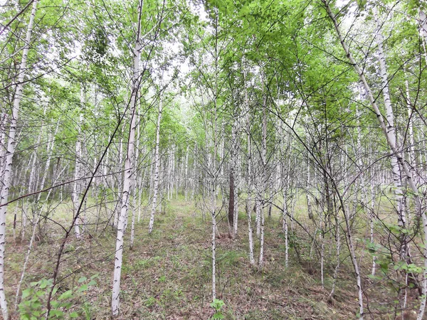 Hermoso Bosque Abedul Verano — Foto de Stock