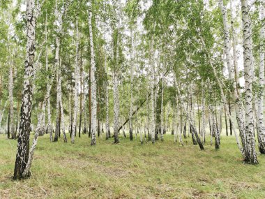 Yaz ortasında huş ağacı ormanı