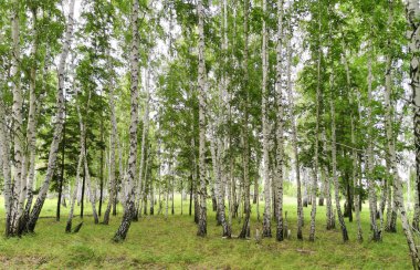 Yaz ortasında huş ağacı ormanı