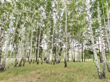 Yaz ortasında huş ağacı ormanı