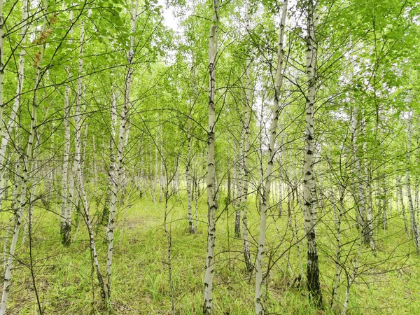 Hermoso Bosque Abedul Verano — Foto de Stock