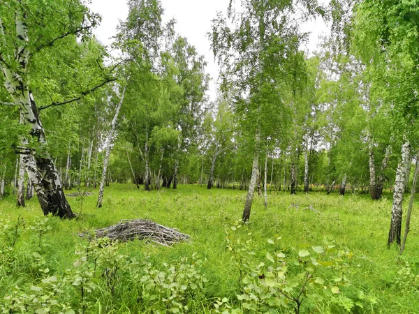 Krásný Březový Les Létě — Stock fotografie