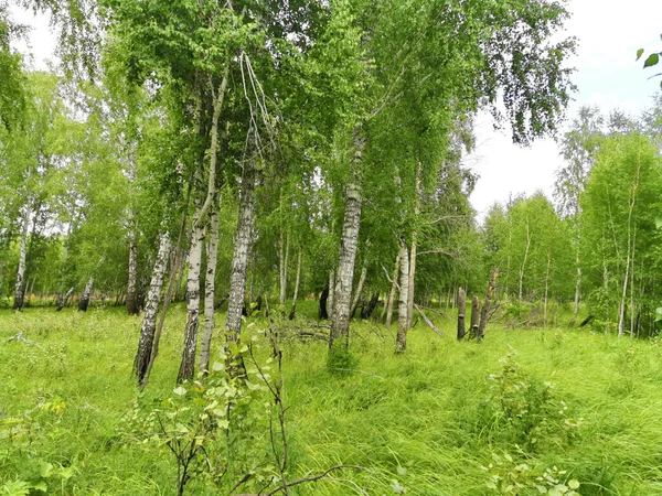 Schöner Birkenwald Sommer — Stockfoto