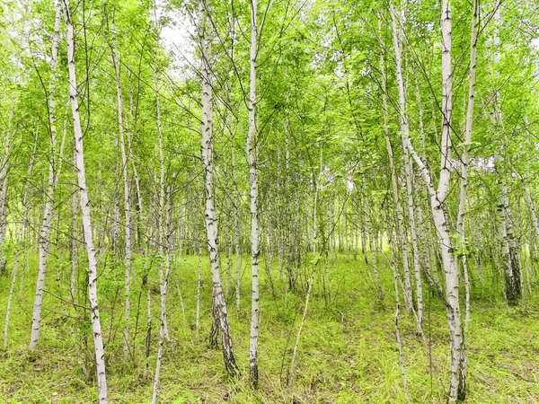 Hermoso Bosque Abedul Verano — Foto de Stock