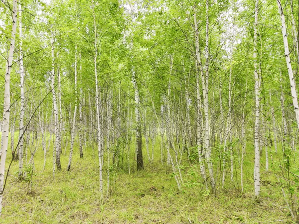 Hermoso Bosque Abedul Verano — Foto de Stock