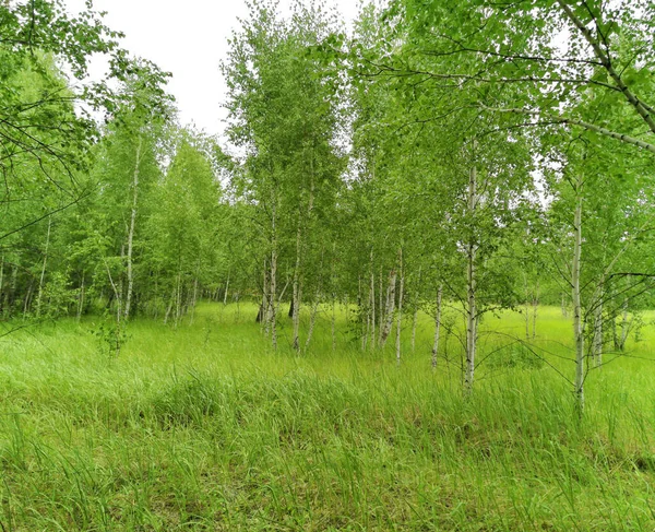 Vacker Björkskog Sommaren — Stockfoto