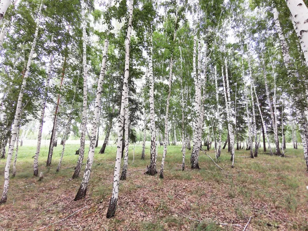 Bosque Abedul Verano — Foto de Stock