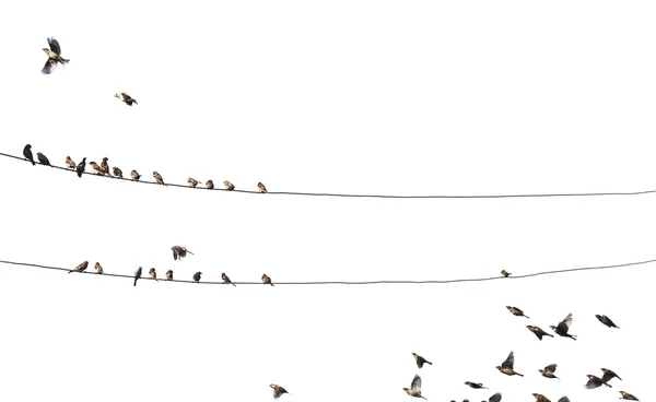 Vogels op draad — Stockfoto