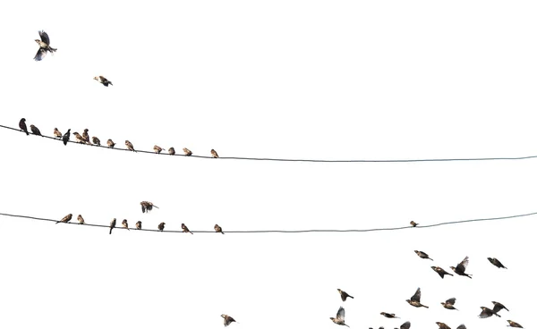 Birds on wire — Stock Photo, Image