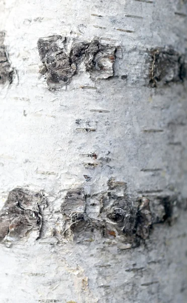 Birch bark — Stock Photo, Image