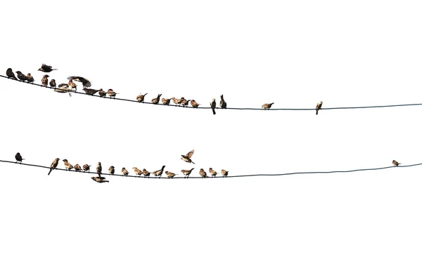 Vögel auf Draht — Stockfoto