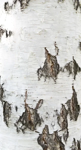 Birch bark — Stock Photo, Image