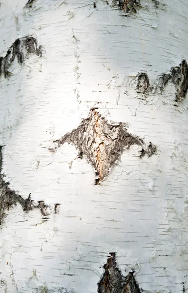 박 달 나무 나무 껍질 — 스톡 사진