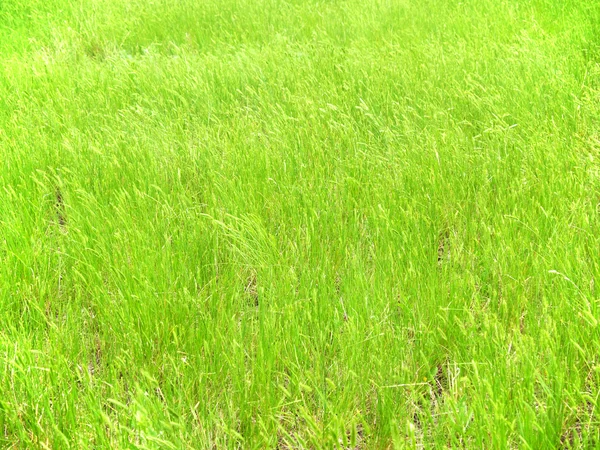 Green grass — Stock Photo, Image