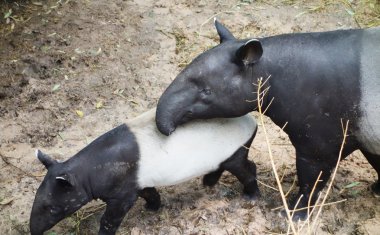 tapirs clipart