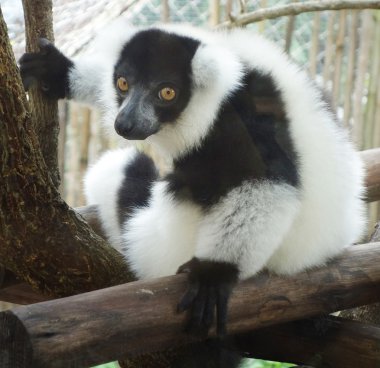 karıştırdı lemur