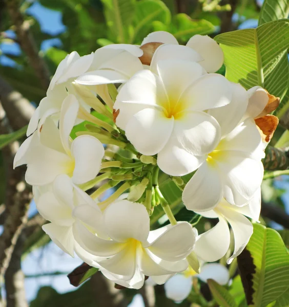 Plumeria — Stockfoto