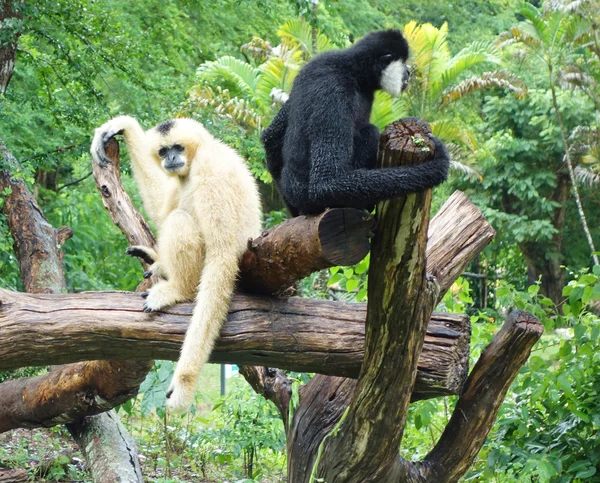 Deux Gibbons — Photo