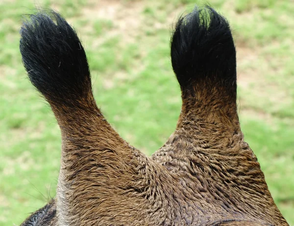 Giraffe horns — Stock Photo, Image