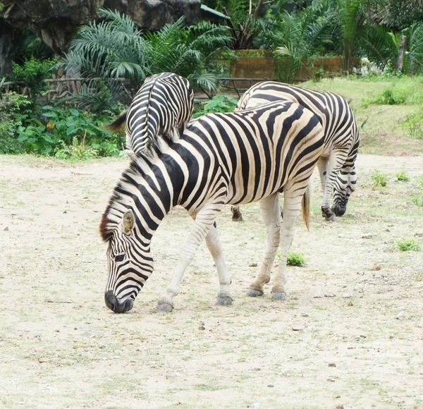 Zebra. — Fotografia de Stock