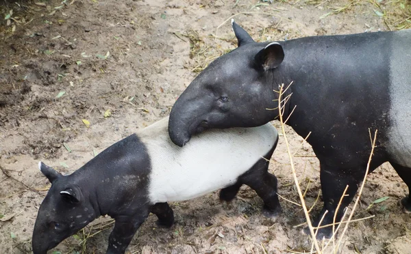 Tapirs — Stock Photo, Image