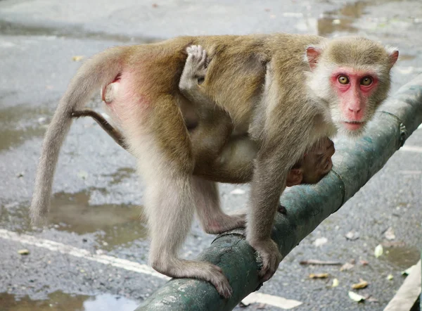 Naštvaná opice — Stock fotografie
