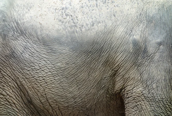 Elefanthud — Stockfoto