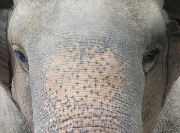 Elefante asiático — Fotografia de Stock