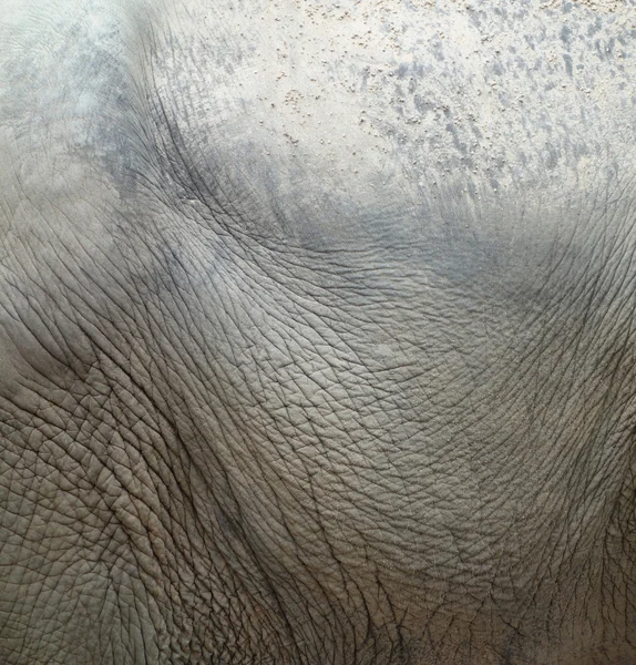 Elephant skin — Stock Photo, Image