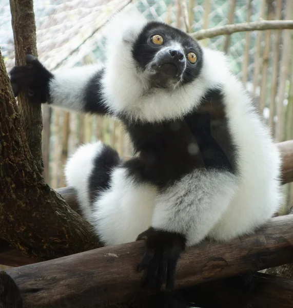 Ruffed lemur — Stock Photo, Image