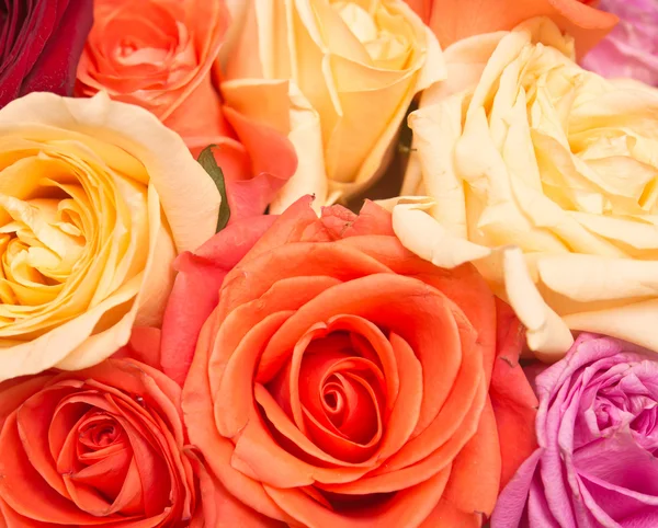 Rose background — Stock Photo, Image