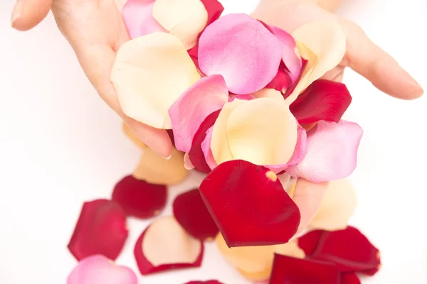 Rose petals — Stock Photo, Image