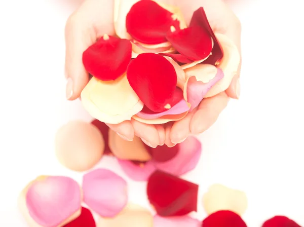 Mani con petali — Foto Stock