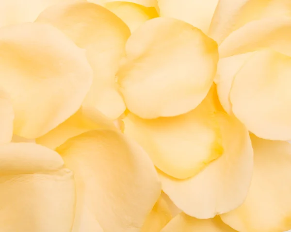 花弁の背景 — ストック写真