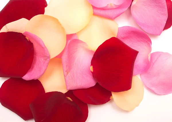 Petal background — Stock Photo, Image