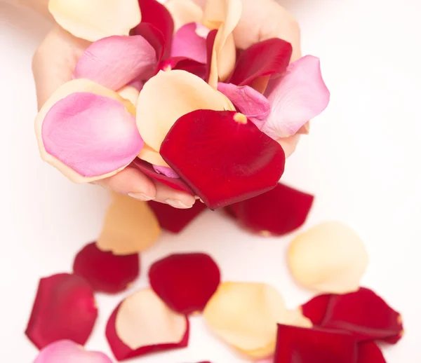 Rose petals — Stock Photo, Image