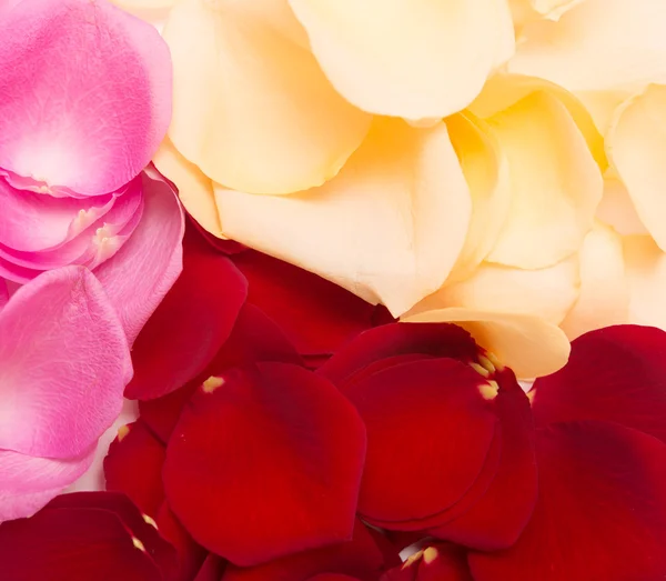 Petal background — Stock Photo, Image