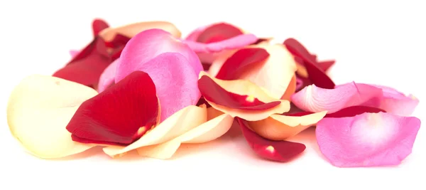 Rose petals — Stock Photo, Image