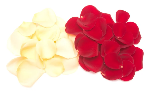 Rose petals — Stock Photo, Image