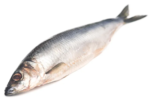 Herring — Stock Photo, Image