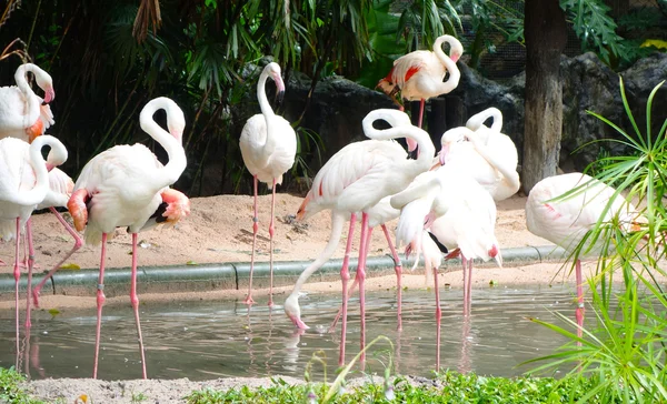 Pink flamingos — Stock Photo, Image