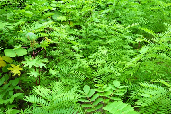 Fern background — Stock Photo, Image