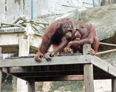 orangutanlar