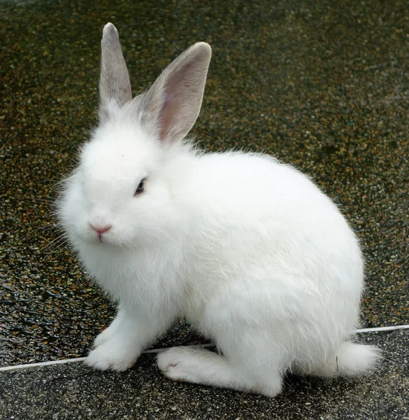 Conejo blanco — Foto de Stock