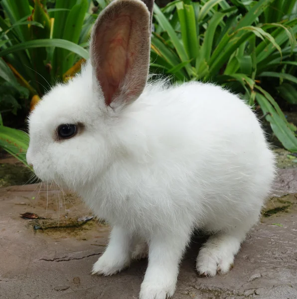 Whtie konijn — Stockfoto