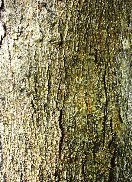 Tree bark — Stock Photo, Image