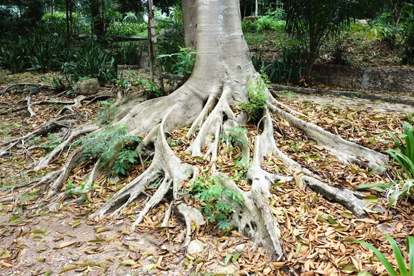 树的根 — 图库照片