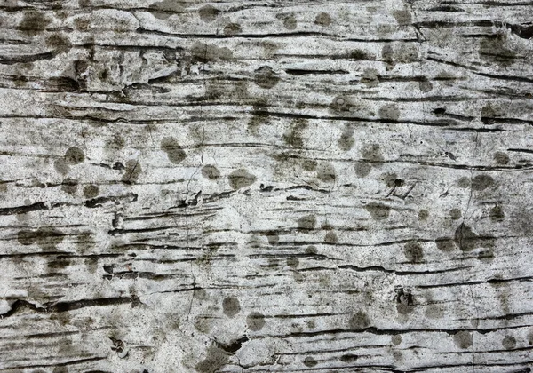 Texture en bois — Photo