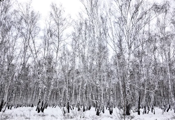 Winterwald — Stockfoto